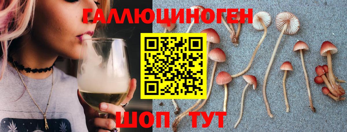 Галлюциногенные грибы Psilocybe Карабулак